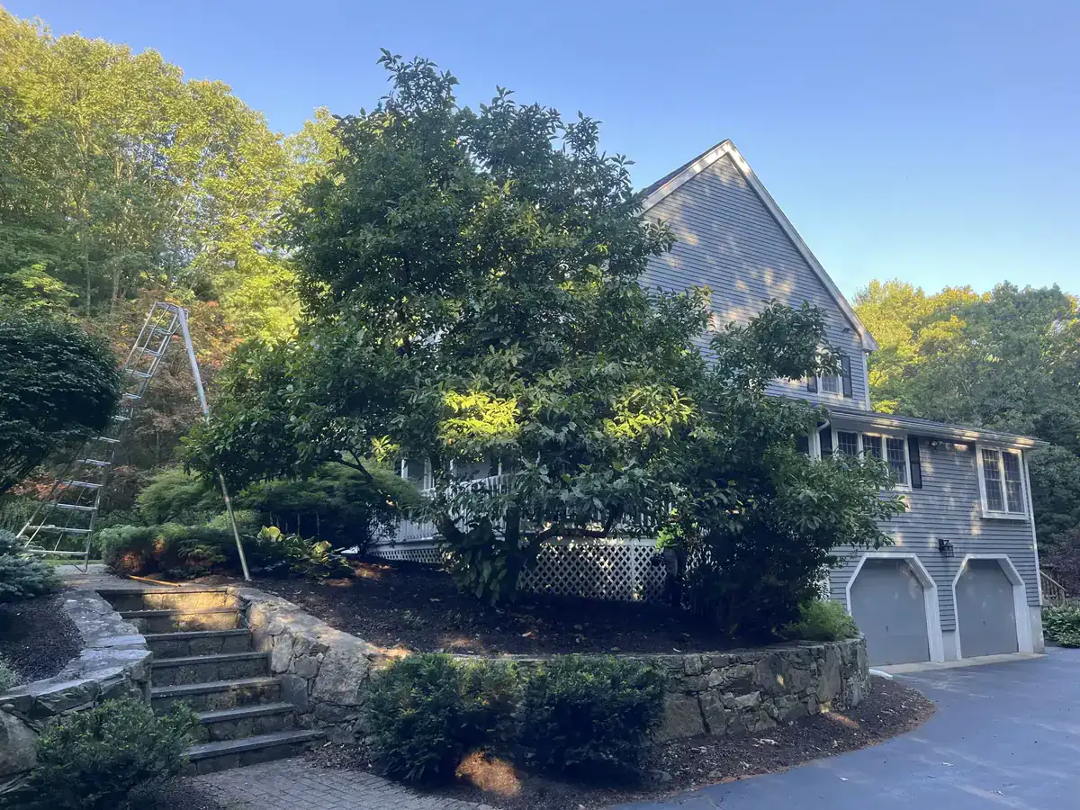 Tree & Shrub Care - Before
