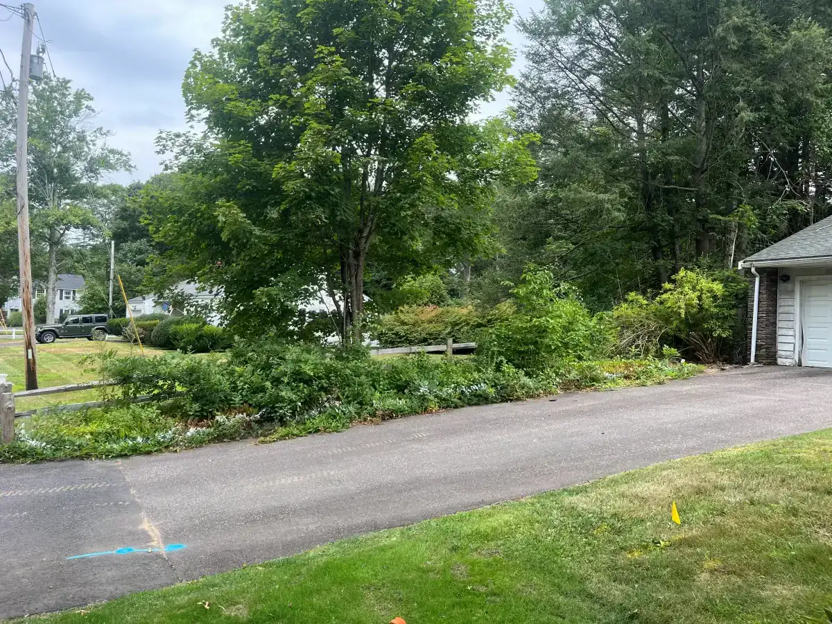 Driveway edge clearing - Before