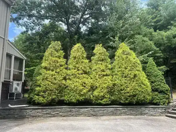 Ornamental Conifer Shaping - completed work
