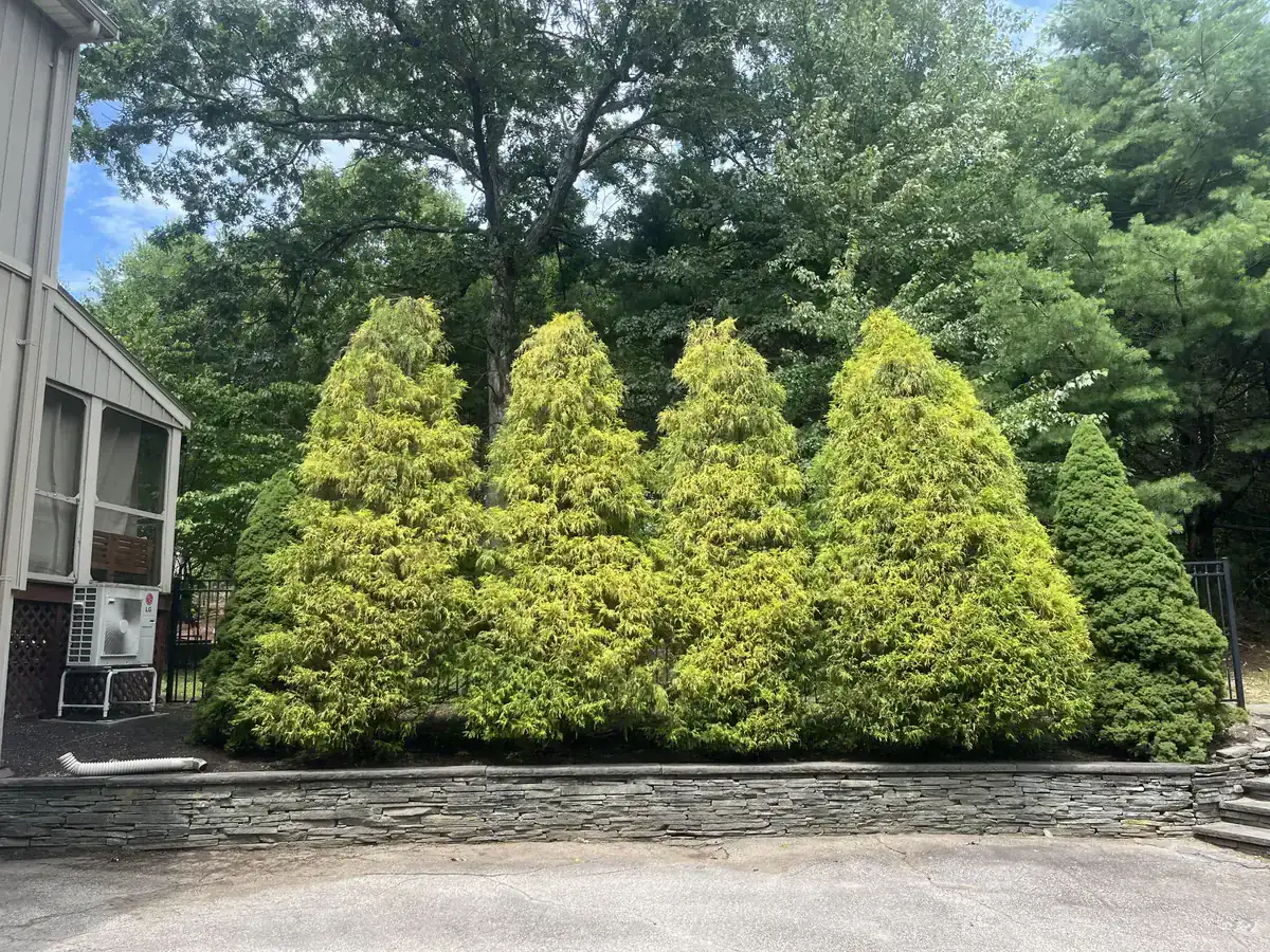 Ornamental conifer shaping - After