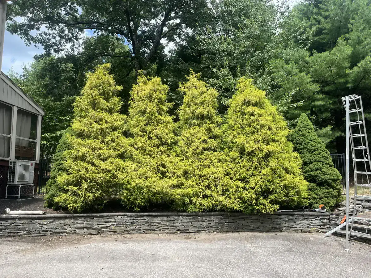Ornamental conifer shaping - Before