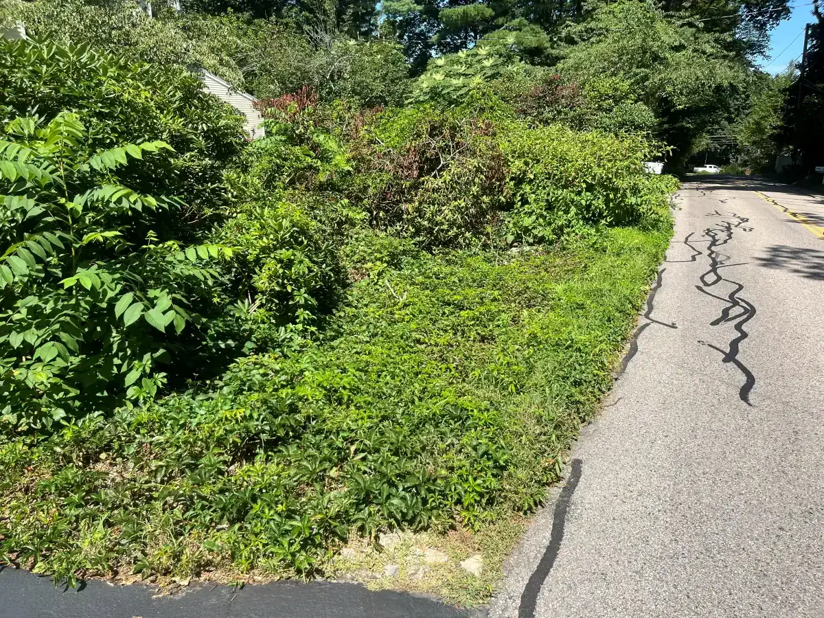 Roadside hedge and bed cleanup - Before