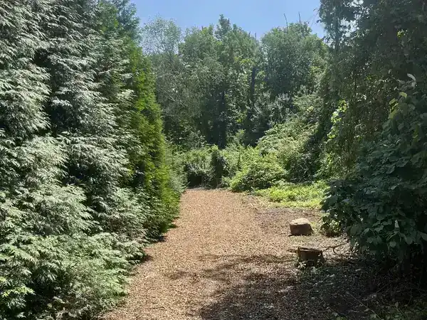 Skid steer land clearing - mulch pathway