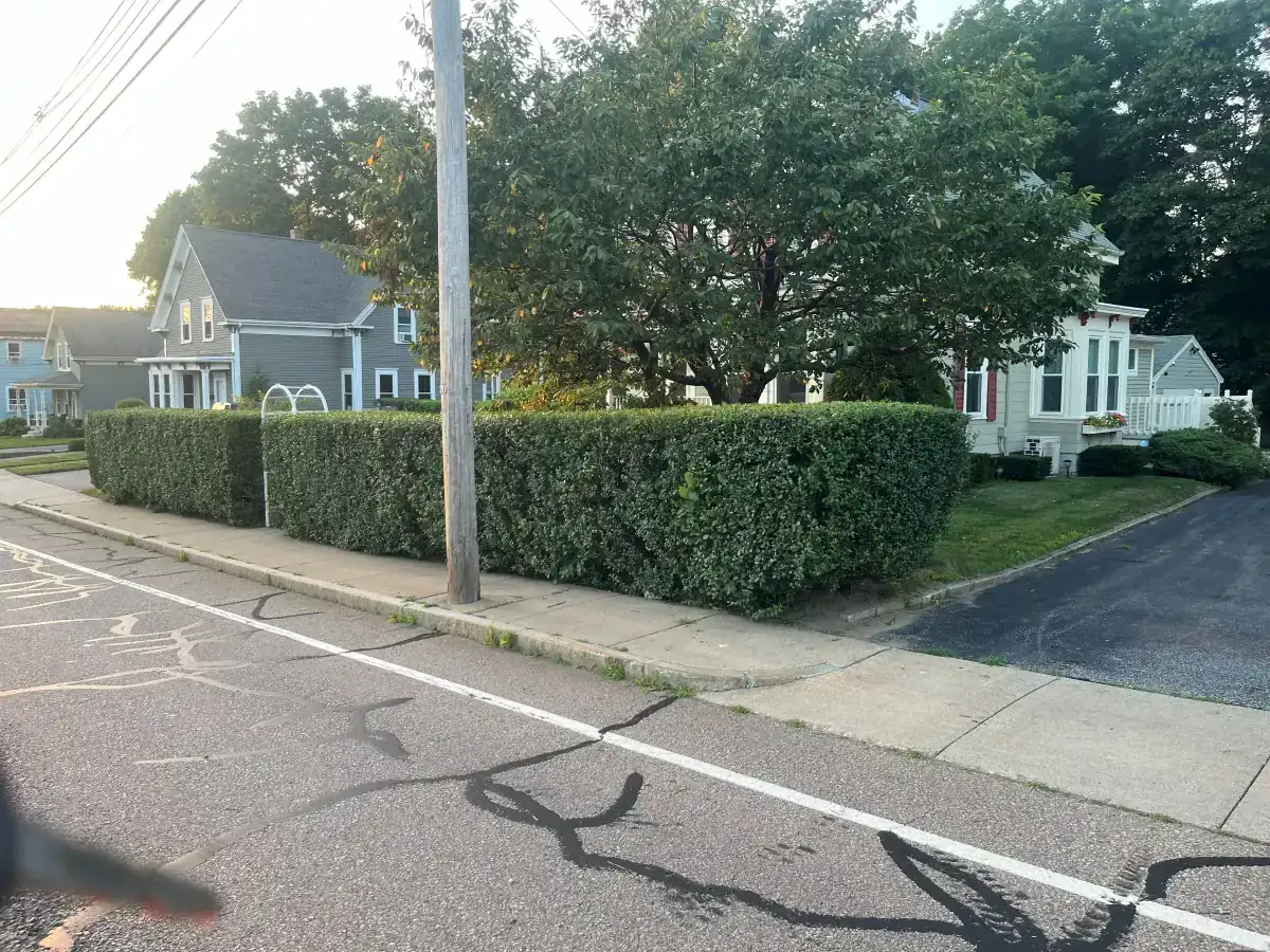 Hedge trimming and shaping - After