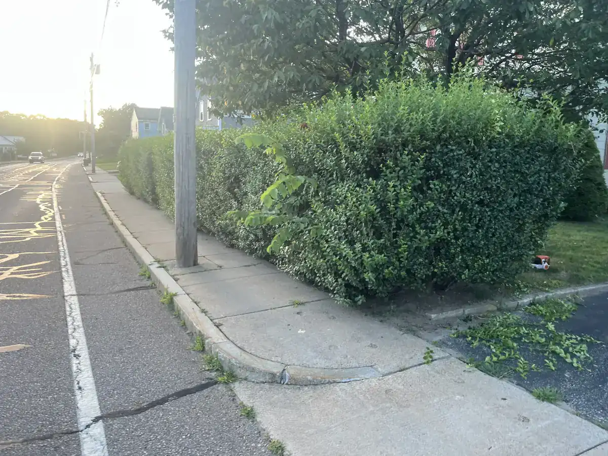 Hedge trimming and shaping - Before