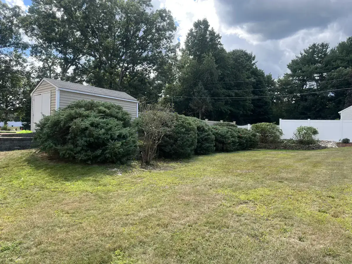 Residential shrub pruning - After