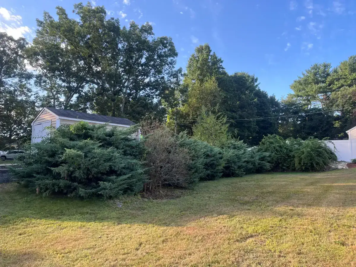 Residential shrub pruning - Before