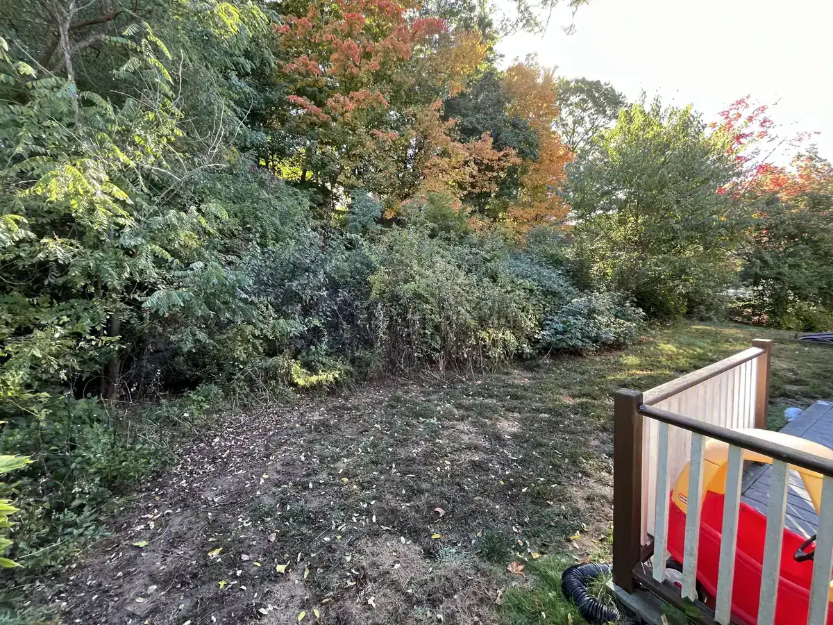 Overgrown yard clearance - Before