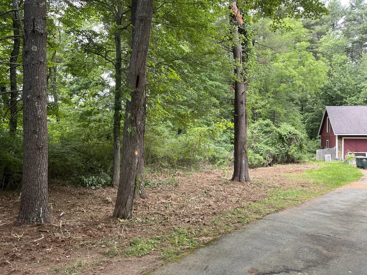 Overgrown brush and shrub line cleared along wooded driveway edge - After