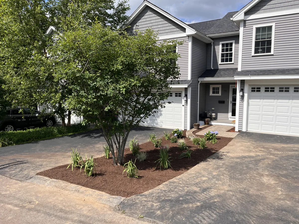 Weedy driveway island replaced with a fresh mulched garden bed and new plantings - After
