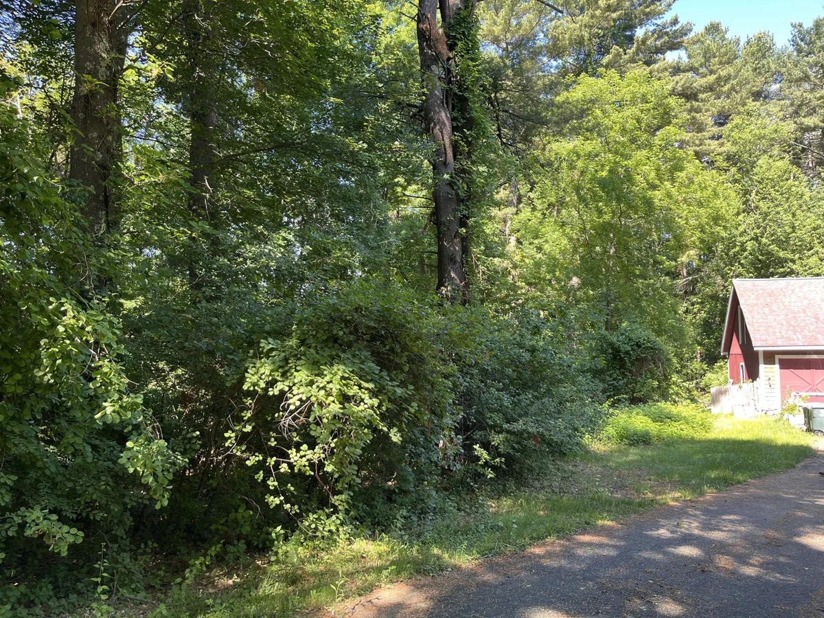 Overgrown brush and shrub line cleared along wooded driveway edge - Before