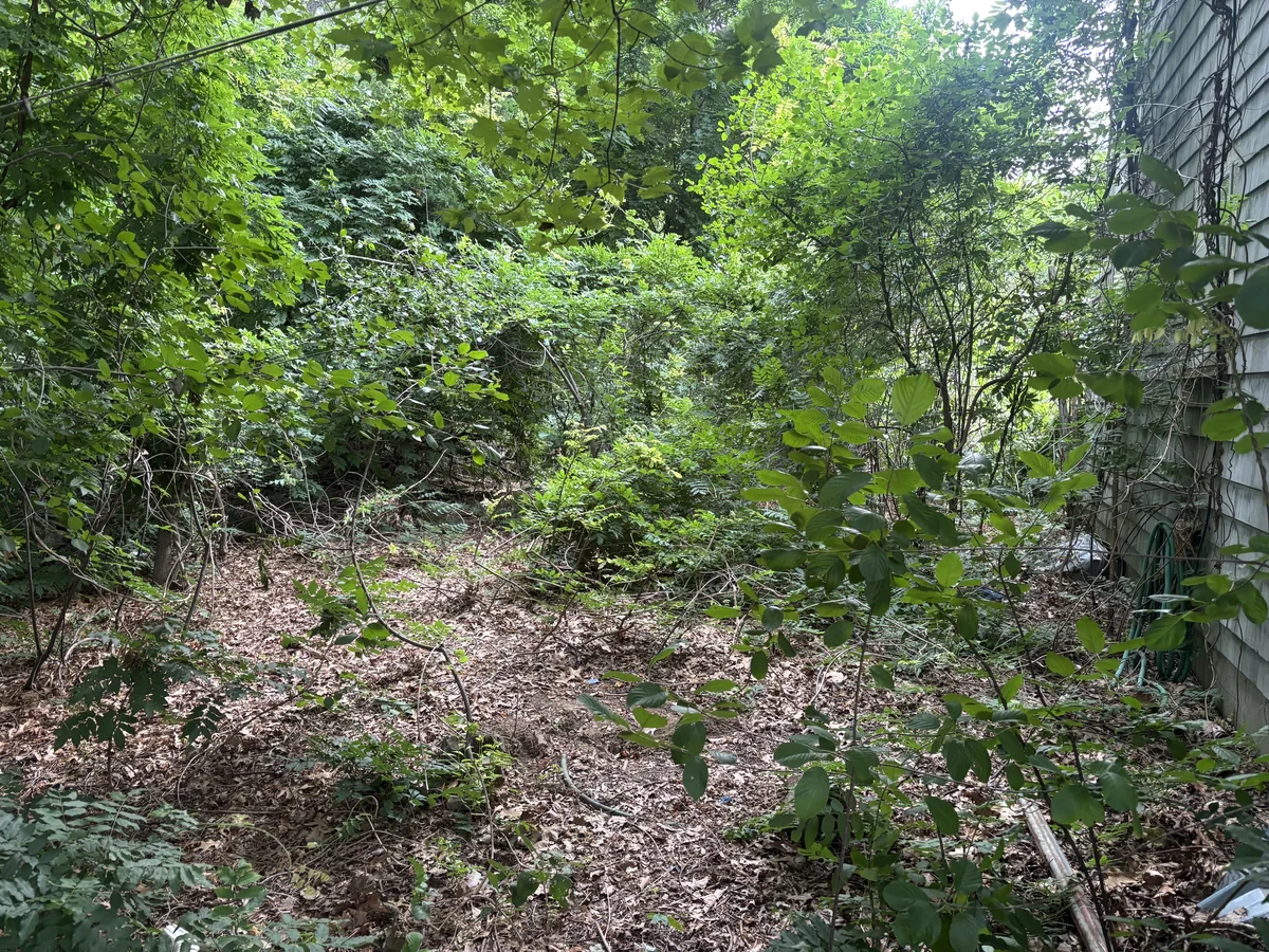 Densely wooded residential backyard cleared to open ground with skid steer - Before