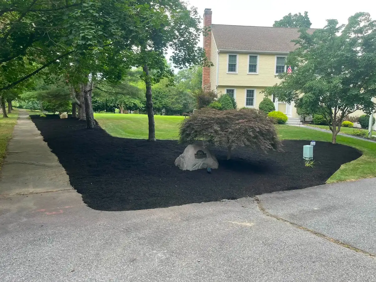 Residential mulch bed refresh around a Japanese maple and driveway island - After