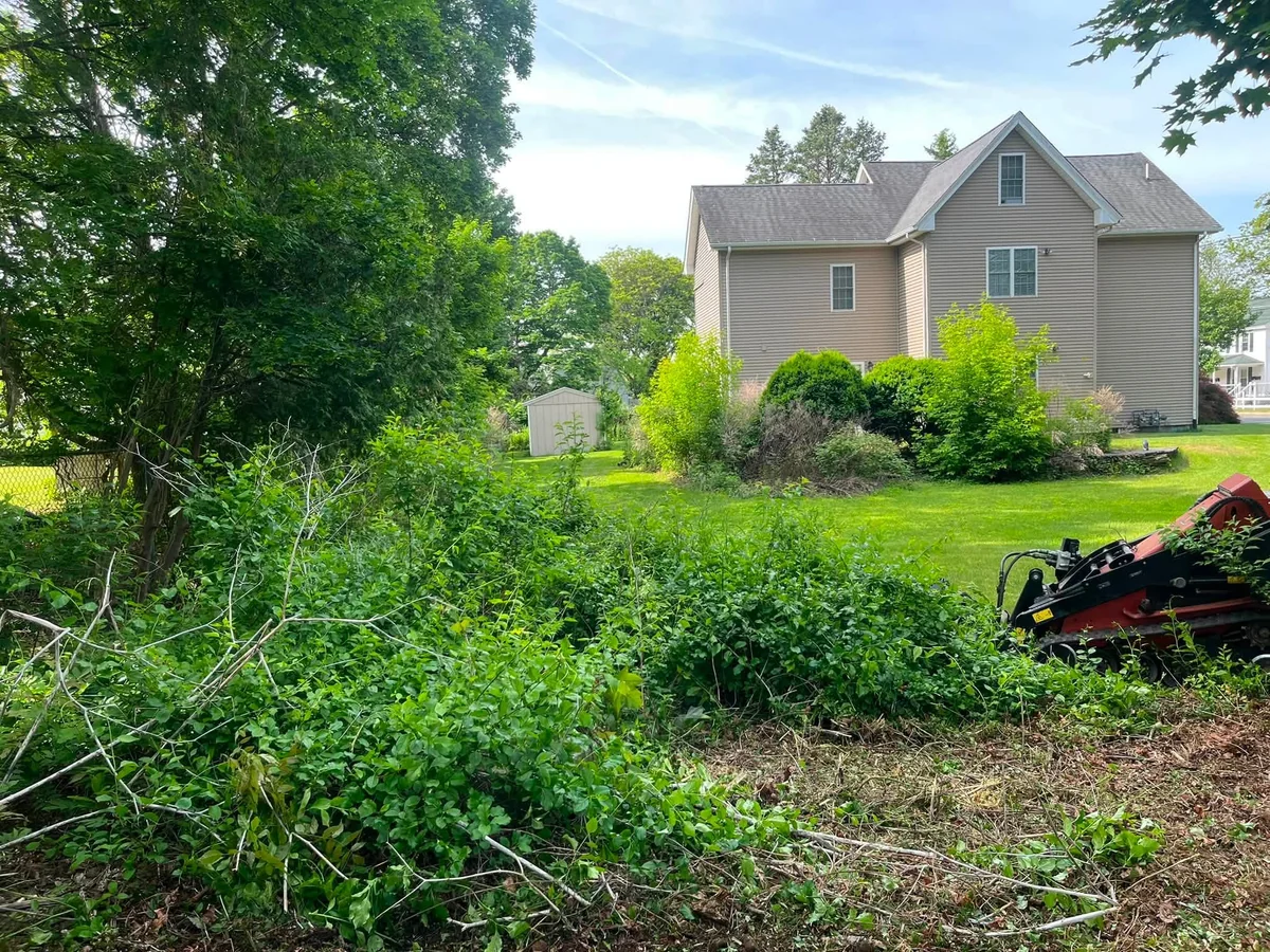 Dense residential backyard overgrowth cleared to open ground with skid steer - Before