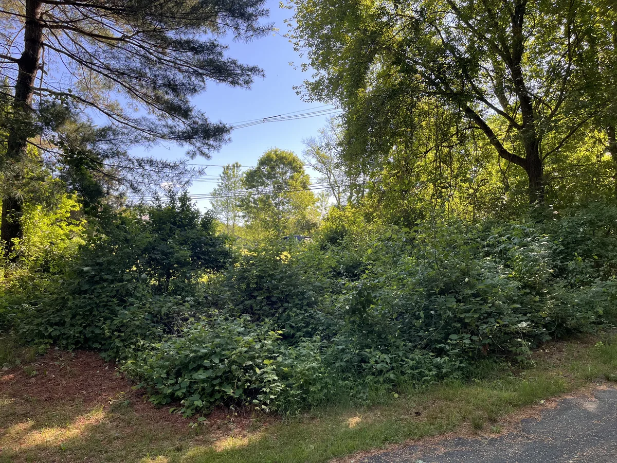 Dense roadside brush and brambles cleared back to open ground - Before
