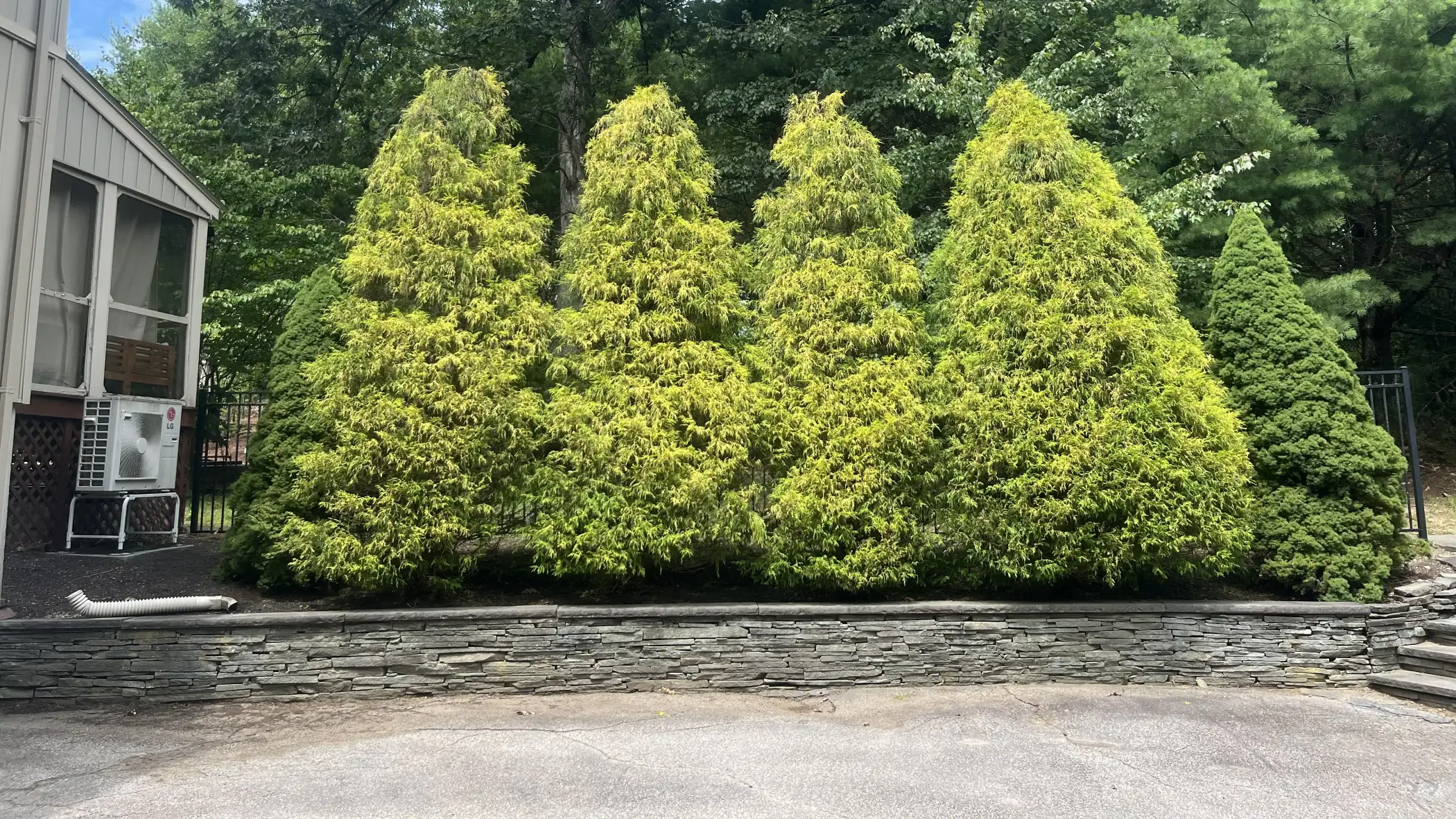 Tree & Shrub Care Services in the 495 Corridor & MetroWest Boston
